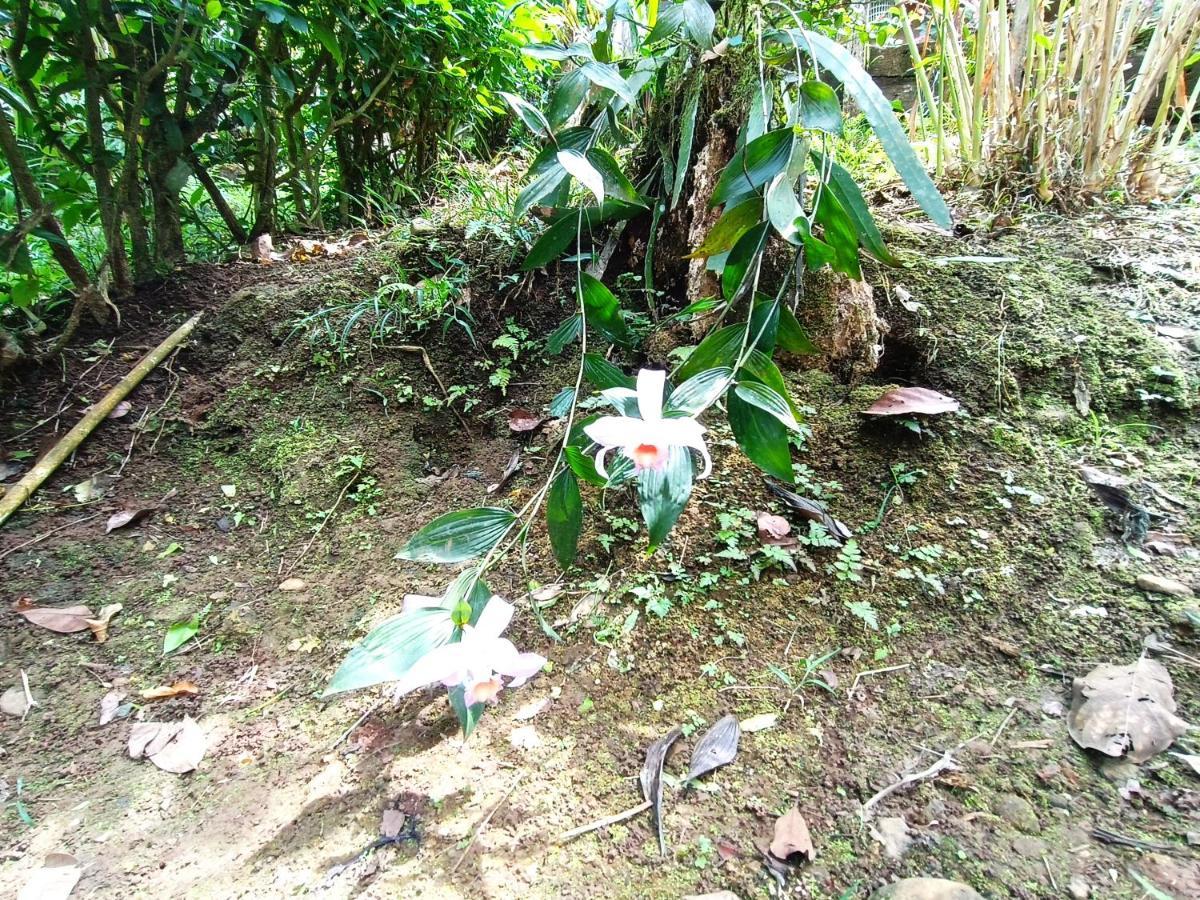 Cabana Vista Rio Celeste 외부 사진
